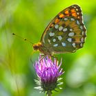 Grosser Perlmutterfalter (Argynnis aglaja) im Abendlicht