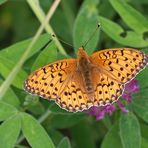 Großer Perlmutterfalter (Argynnis aglaja), Männchen