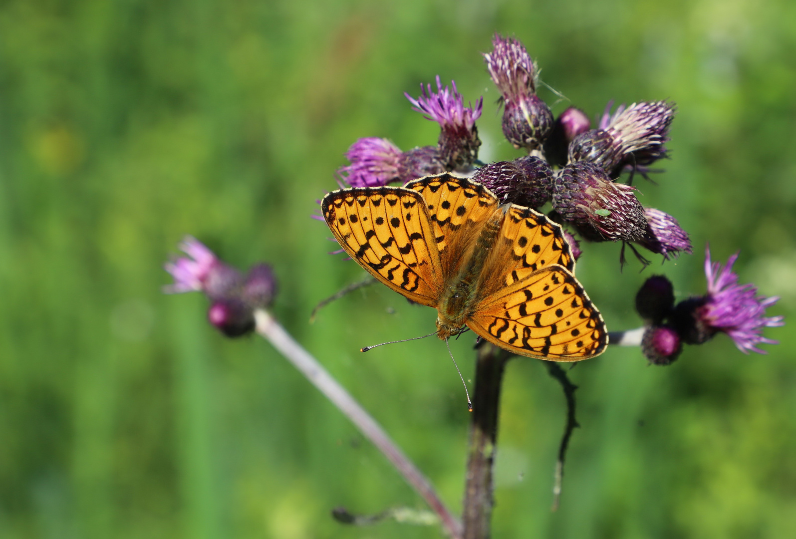 Großer Perlmutterfalter (Argynnis aglaya)