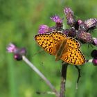 Großer Perlmutterfalter (Argynnis aglaya)