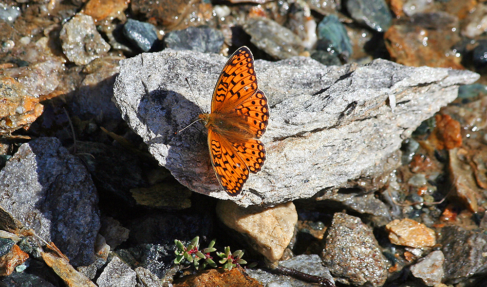 Großer Perlmutterfalter - Argynnis oder Mesoacidalia aglaja