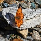 Großer Perlmutterfalter - Argynnis oder Mesoacidalia aglaja