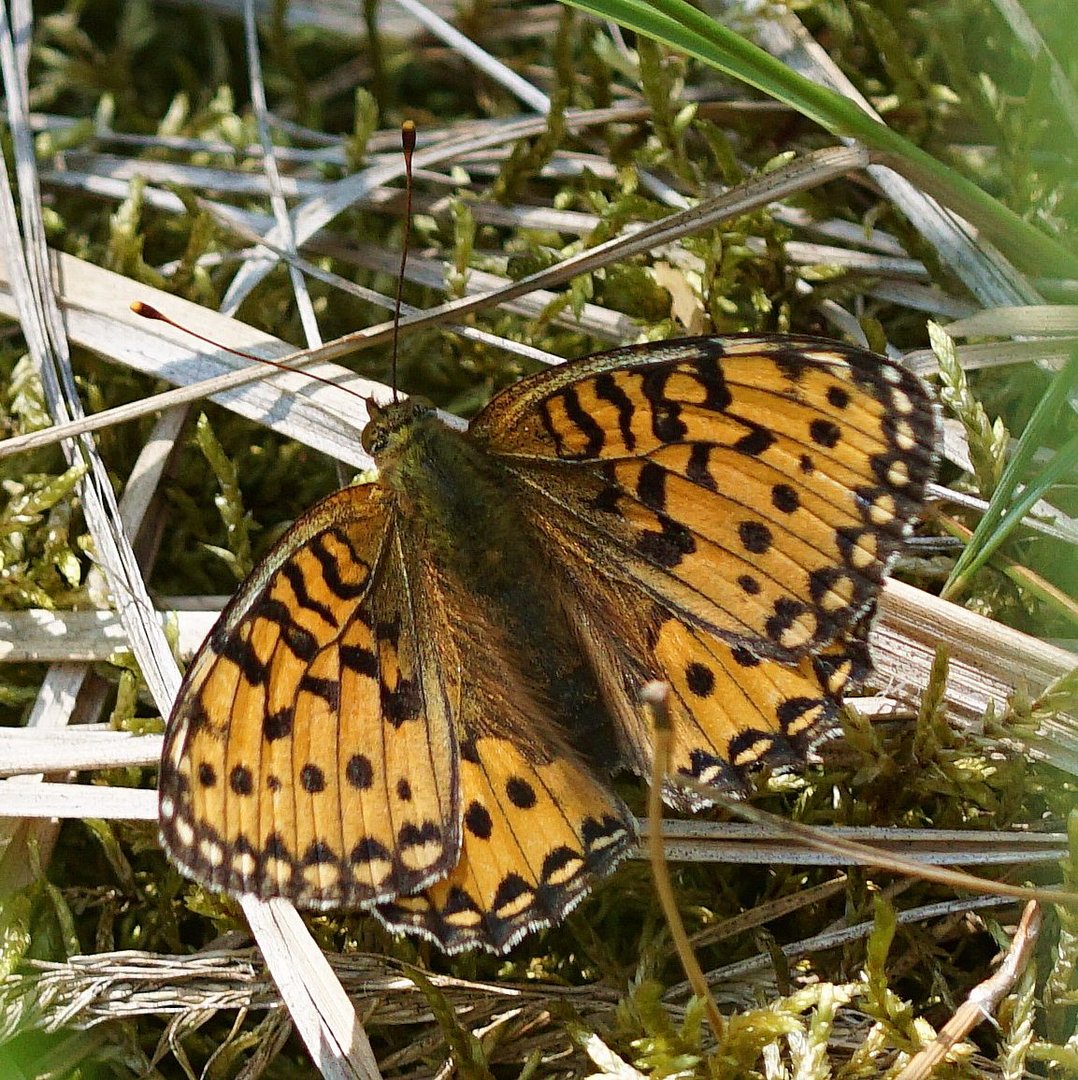 Großer Perlmutterfalter