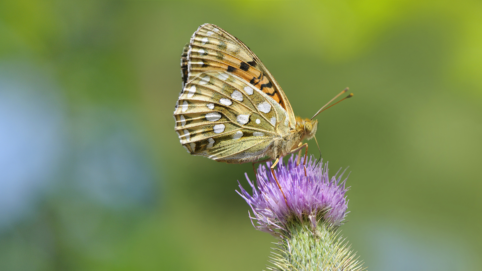 Großer Perlmuttfalter