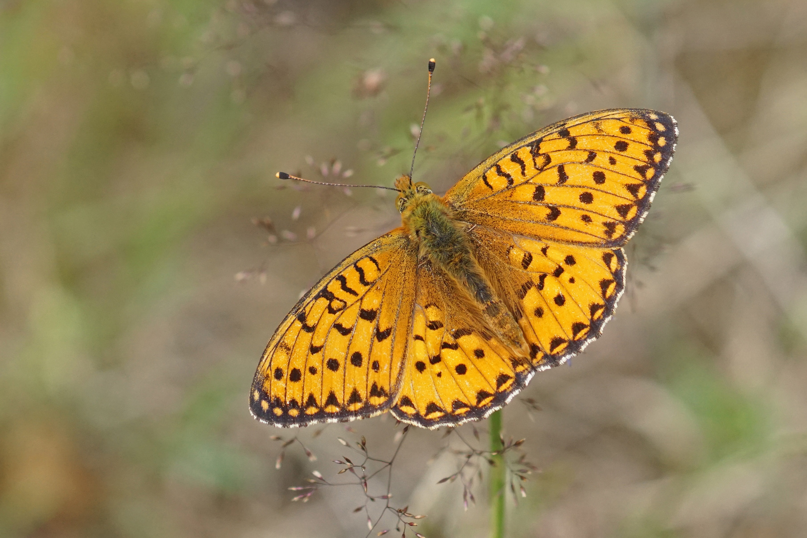 Großer Perlmuttfalter (Argynnis aglaja)