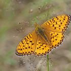 Großer Perlmuttfalter (Argynnis aglaja)