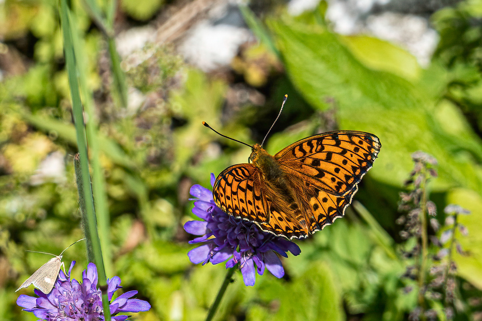 Großer Perlmuttfalter - Argynnis aglaja -