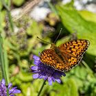 Großer Perlmuttfalter - Argynnis aglaja -