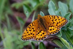 Großer Perlmuttfalter  ( argynnis aglaja )