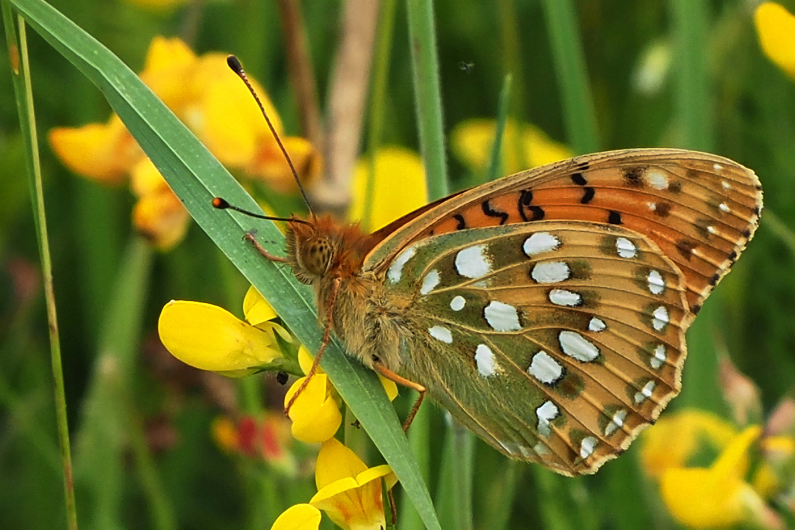 Großer Perlmuttfalter (Argynnis aglaja)