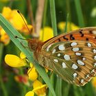 Großer Perlmuttfalter (Argynnis aglaja)