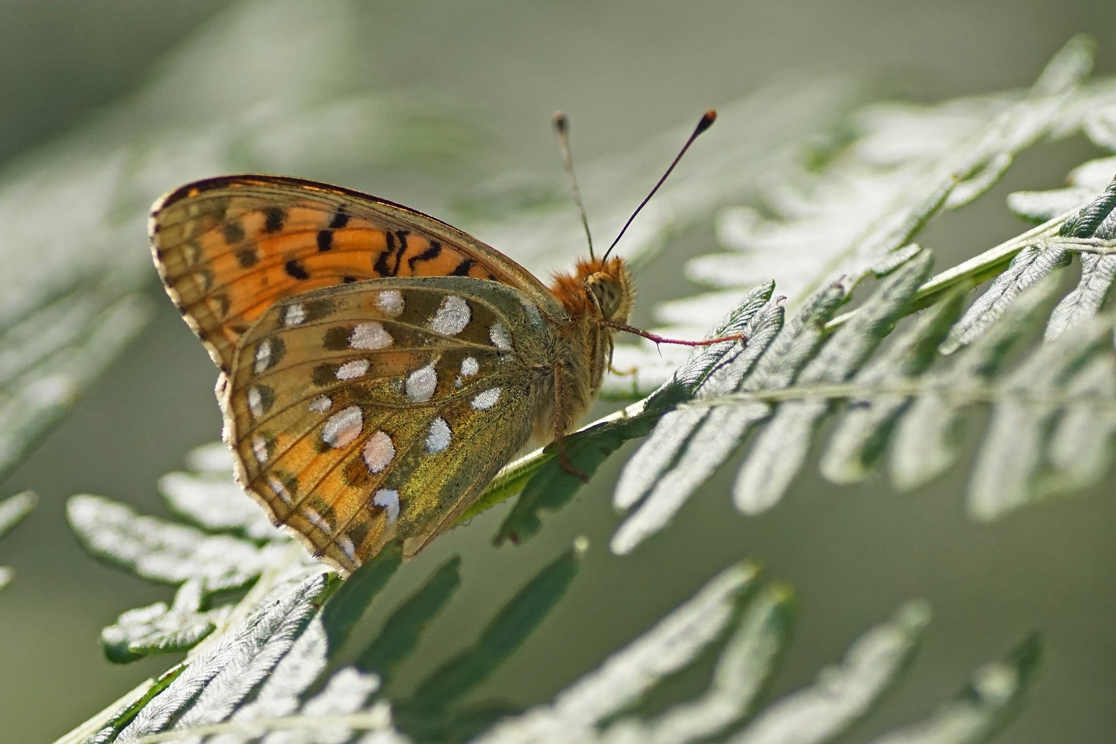 Großer Perlmuttfalter (Argynnis aglaja)