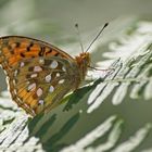 Großer Perlmuttfalter (Argynnis aglaja)