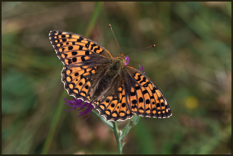 Großer Perlmuttfalter (Argynnis aglaja)