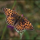 Großer Perlmuttfalter (Argynnis aglaja)