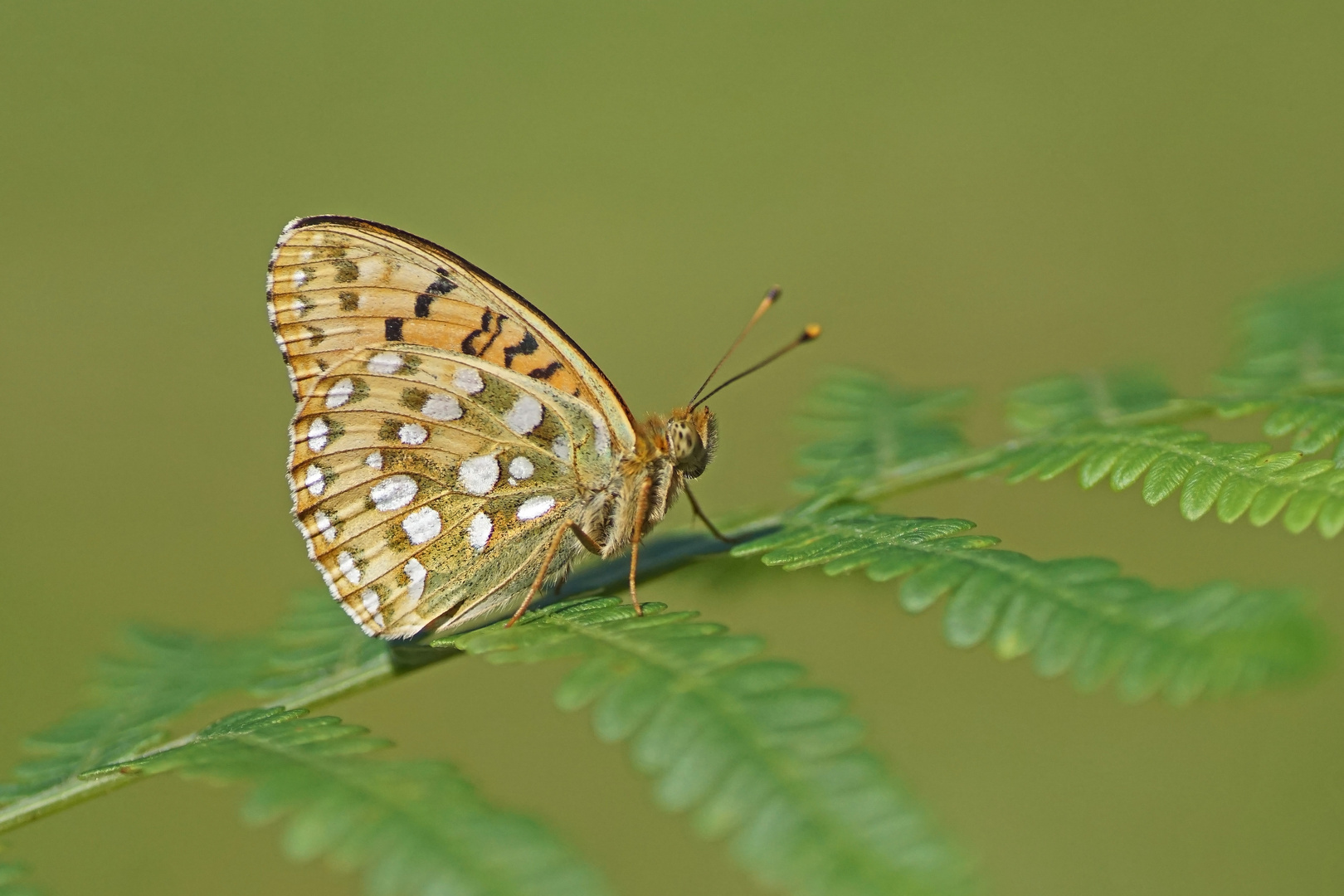 Großer Perlmuttfalter (Argynnis aglaja)