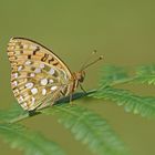 Großer Perlmuttfalter (Argynnis aglaja)