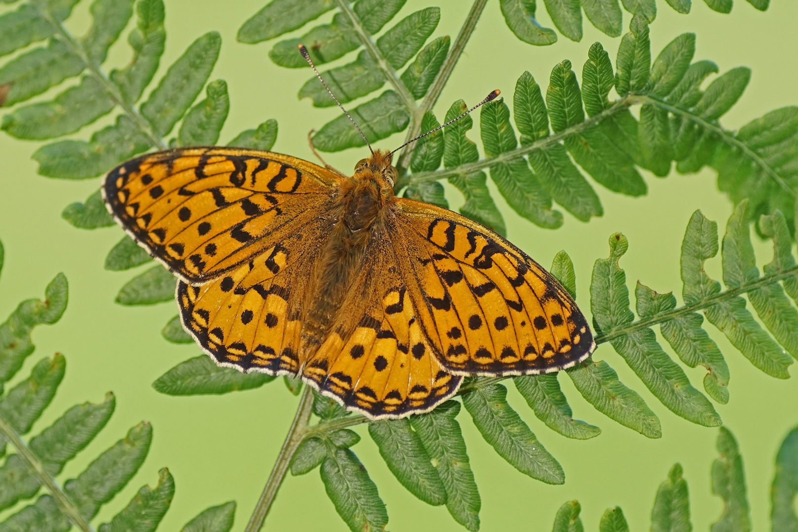 Großer Perlmuttfalter (Argynnis aglaja)