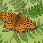 Großer Perlmuttfalter (Argynnis aglaja)