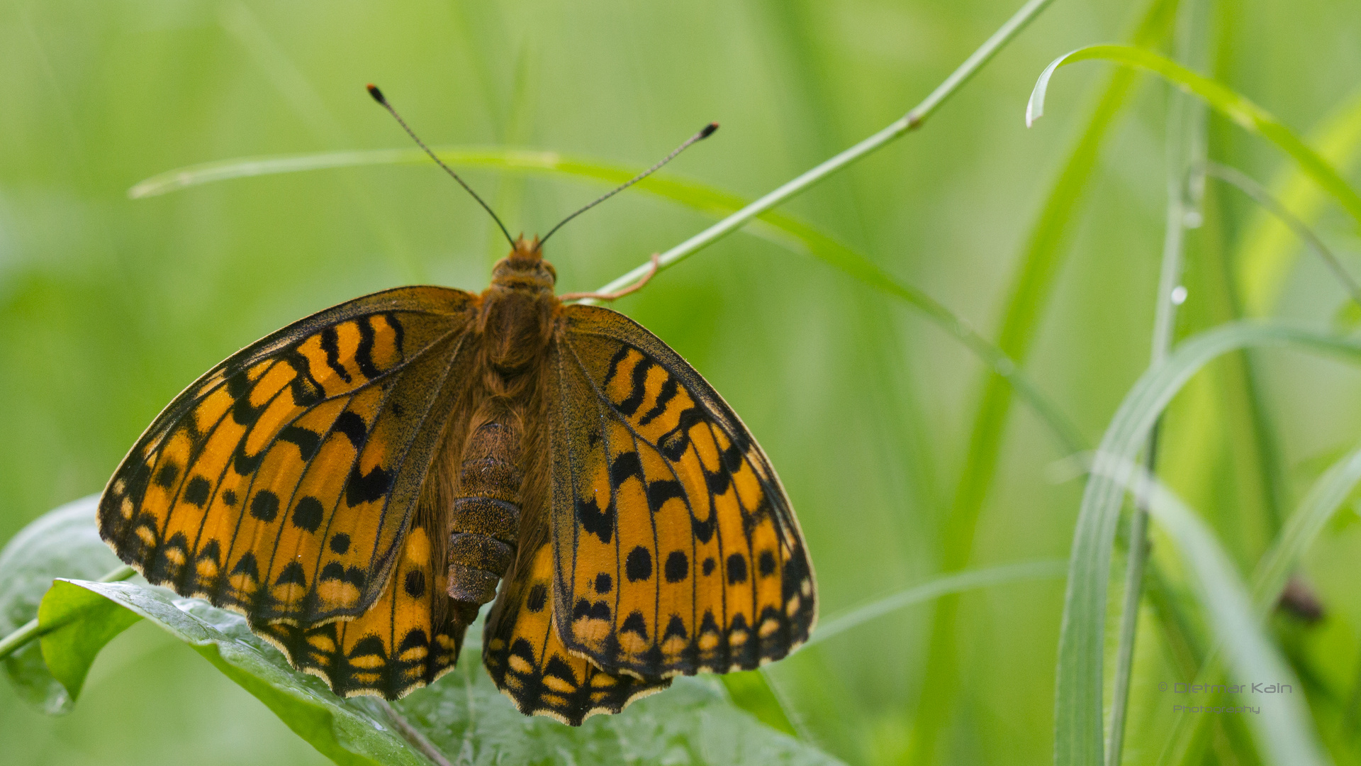 Großer Perlmuttfalter - Argynnis aglaja