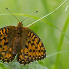 Großer Perlmuttfalter - Argynnis aglaja