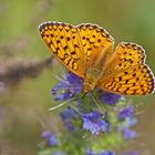 Großer Perlmuttfalter (Argynnis aglaja), Männchen