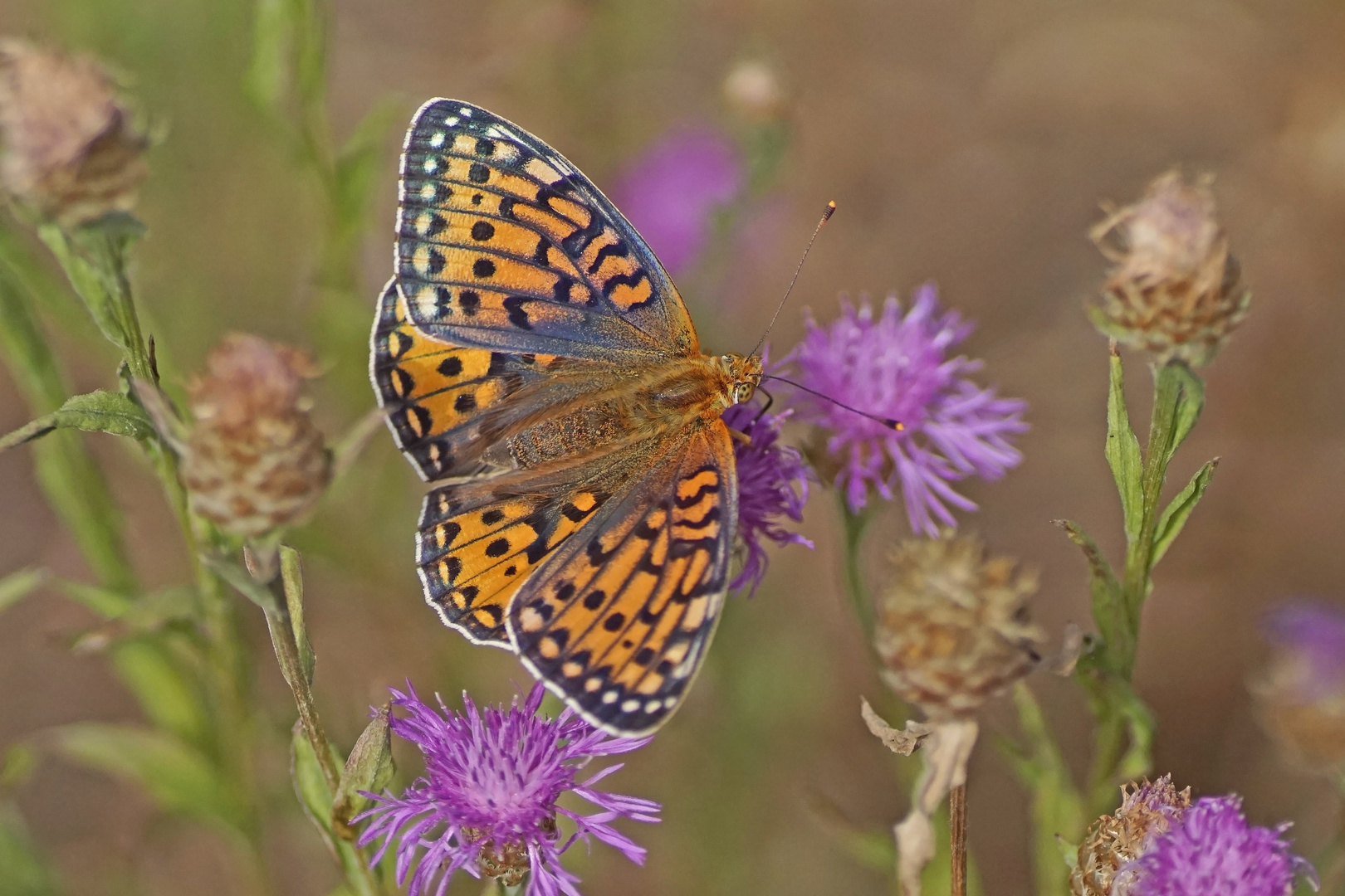 Großer Perlmuttfalter (Argynnis aglaja), Weibchen