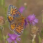 Großer Perlmuttfalter (Argynnis aglaja), Weibchen