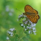 Großer Perlmuttfalter: Zu viel Sonne 03