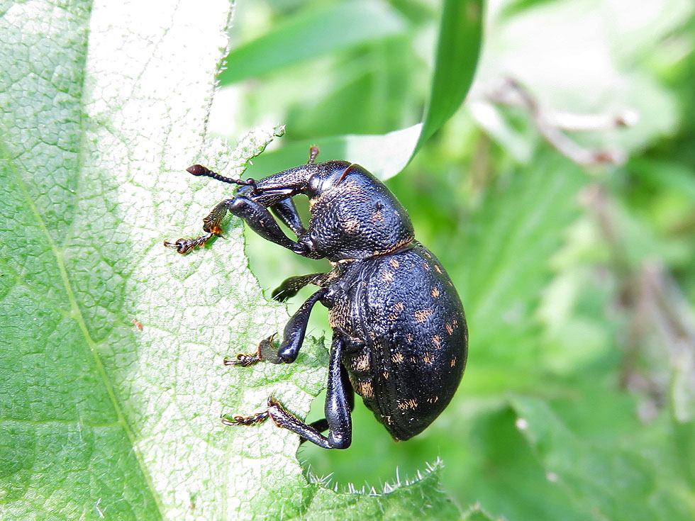 Großer Pestwurzrüssler