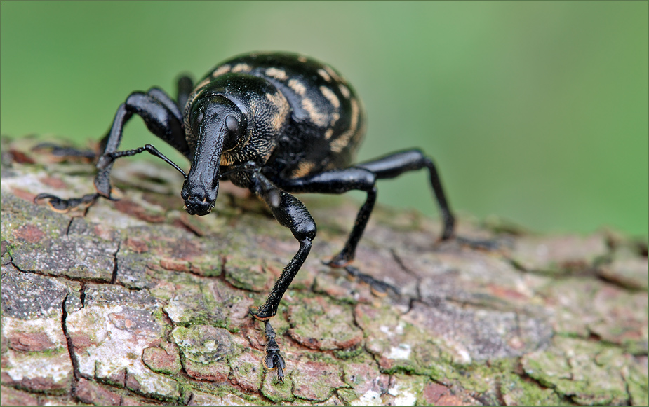 großer Pestwurzrüssler