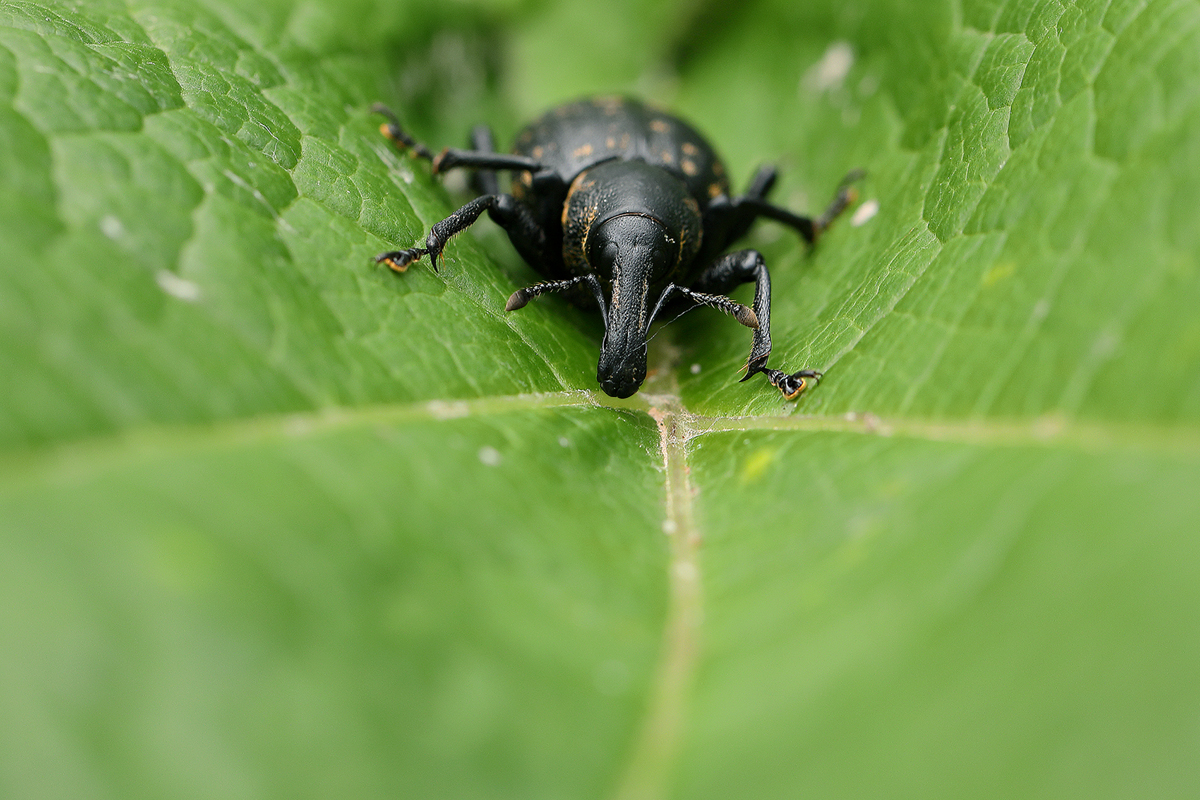 Großer Pestwurzrüßler