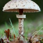 großer Pilz