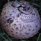 Großer Pilz auf der Wiese in Hünstetten