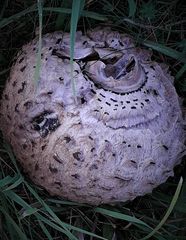 Großer Pilz auf der Wiese in Hünstetten