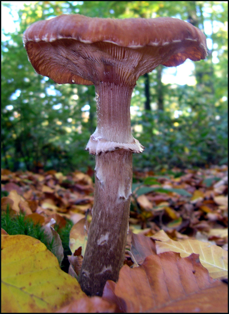 großer Pilz