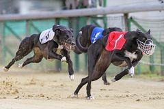 Großer Preis von Niedersachsen, Greyhounds