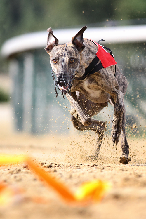 Großer Preis von Niedersachsen, Whippets