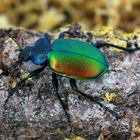  Großer Puppenräuber (Calosoma sycophanta) Carabidae Copyright Josef Limberger  