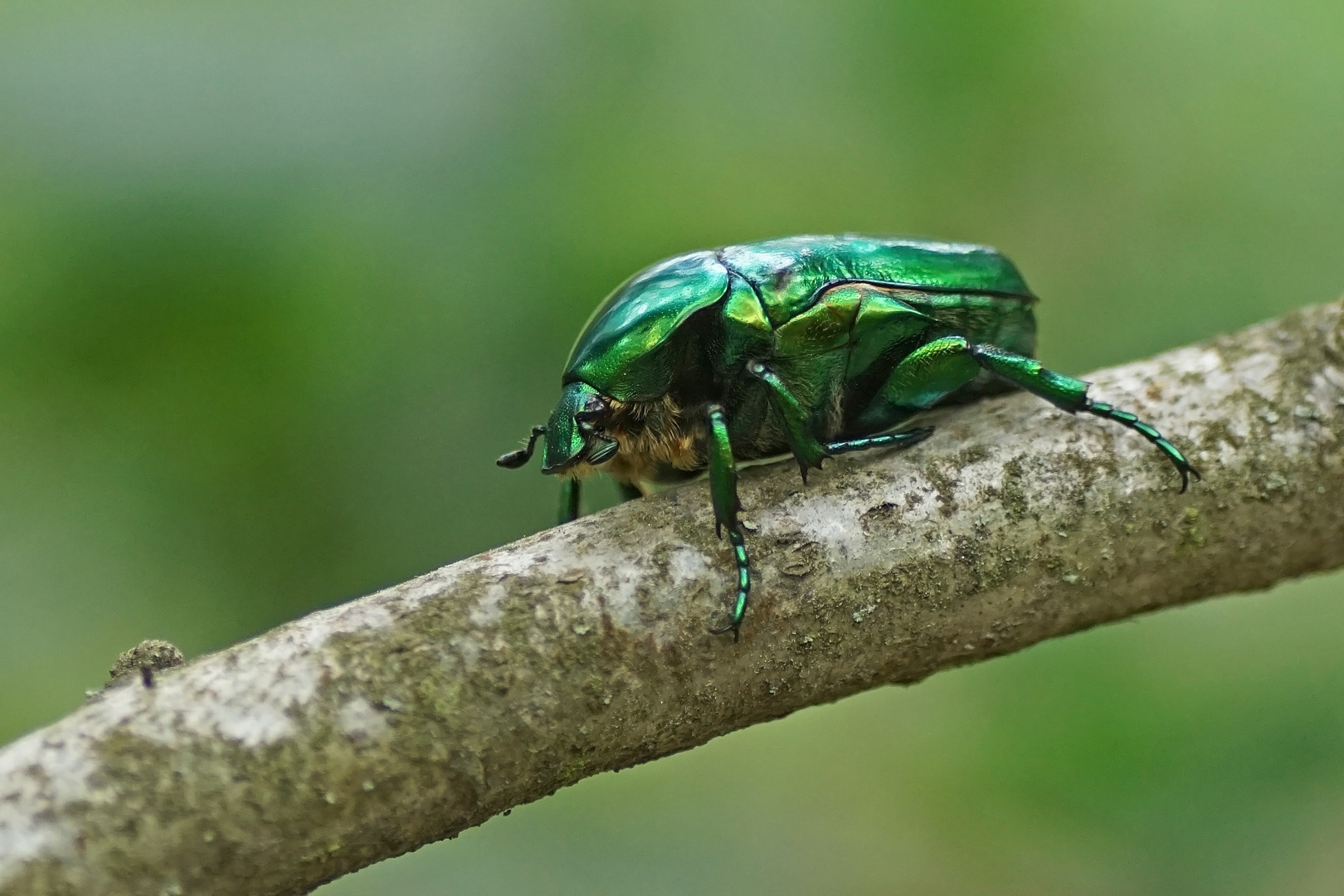 Großer Rosen-oder Goldkäfer (Protaetia speciosissima)