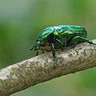 Großer Rosen-oder Goldkäfer (Protaetia speciosissima)