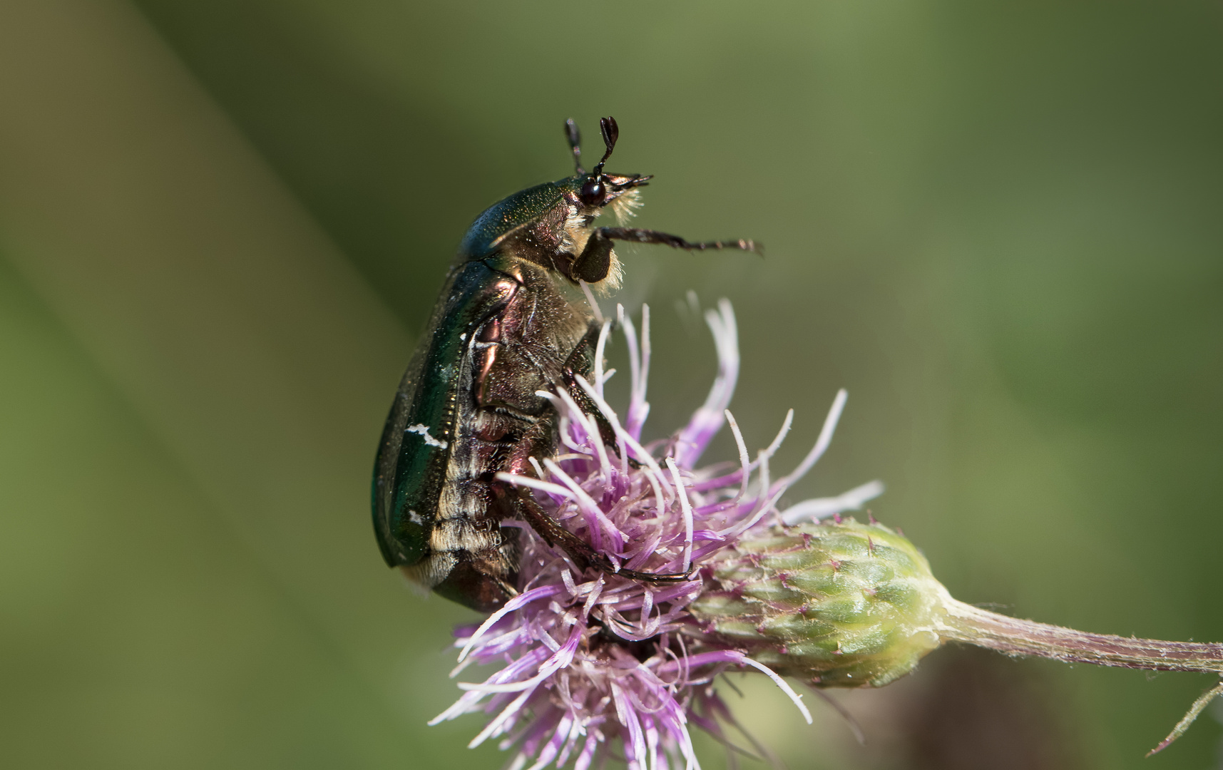 großer rosenkäfer