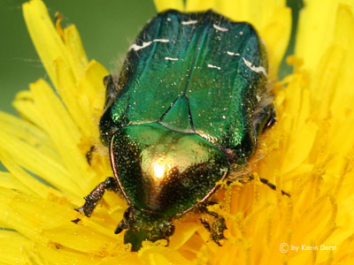 Großer Rosenkäfer