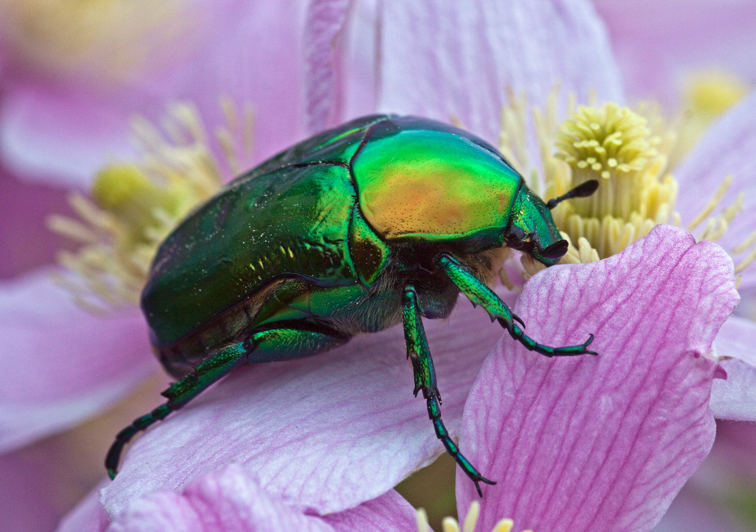 Großer Rosenkäfer