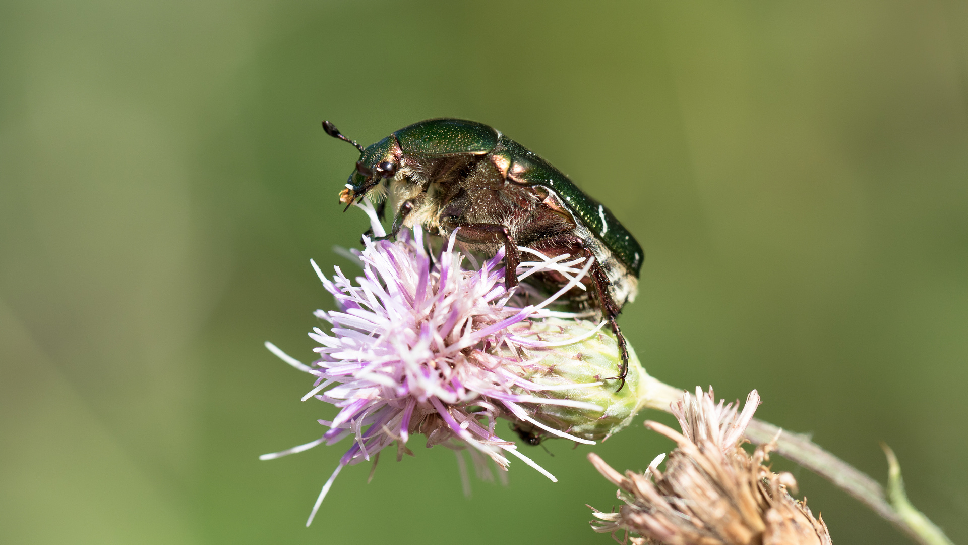 großer rosenkäfer