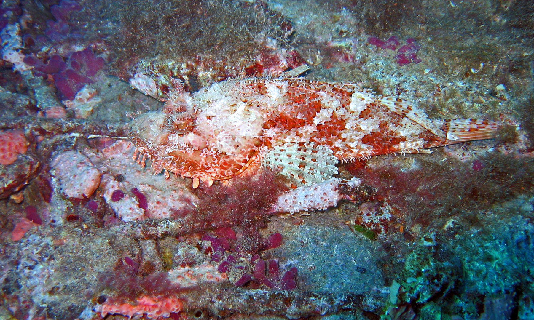 Grosser Roter Drachenkopf