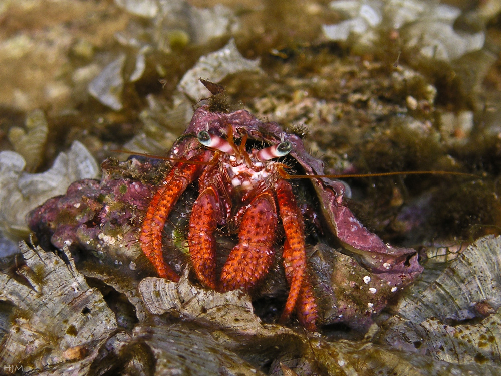 Großer Roter Einsiedlerkrebs Foto & Bild natur, mittelmeer, italien