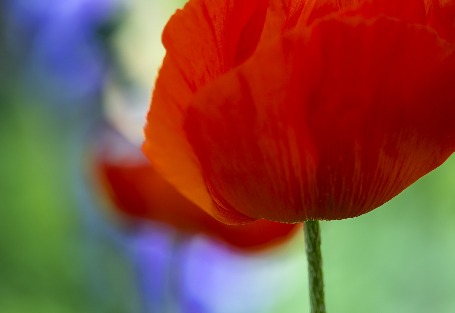 Großer, roter Mohn