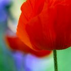 Großer, roter Mohn