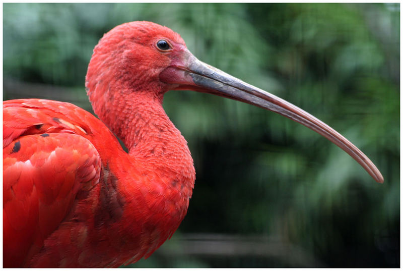 großer roter Vogel mit langem Schnabel